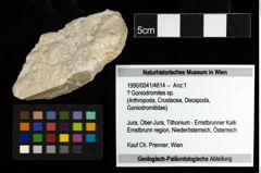Foto (Objekt + Etiketten) von ? Goniodromites sp. 